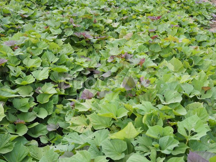 安納芋の栽培 安納芋,さつま芋,ツルの写真素材