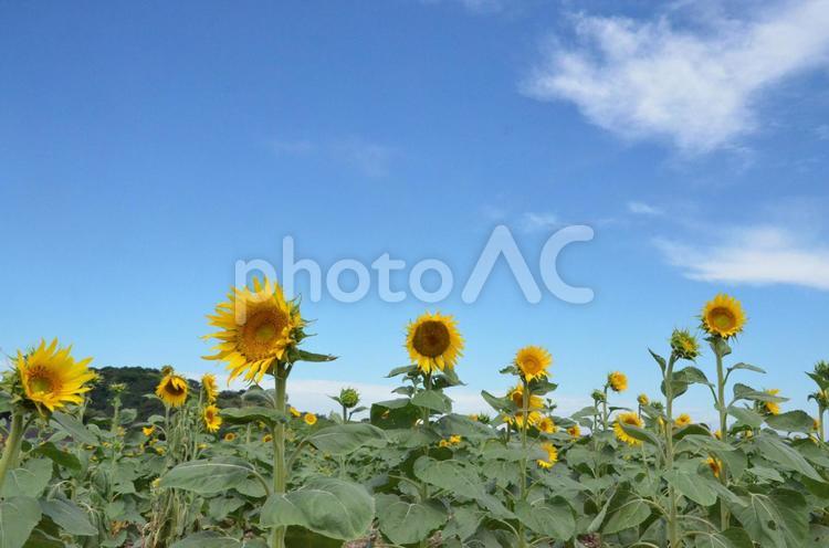 夏のひまわり畑 ひまわり,ひまわり畑,畑の写真素材