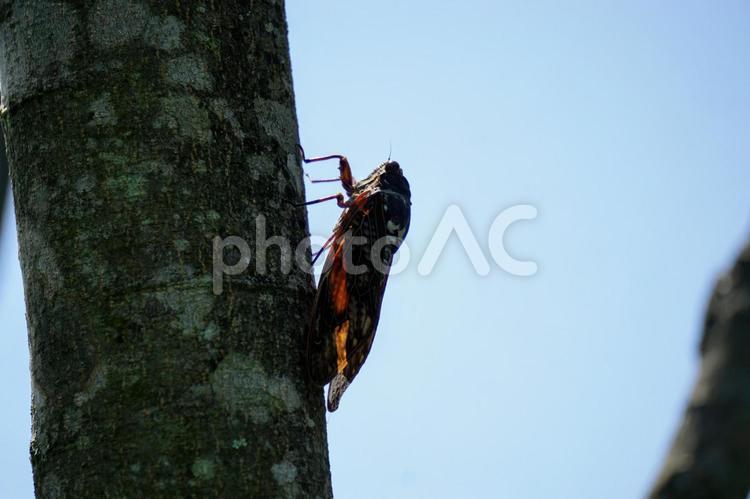 木に張り付くセミ セミ,昆虫,青空の写真素材