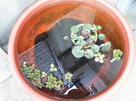 メダカ飼育 メダカ,水連,スイレンの写真素材