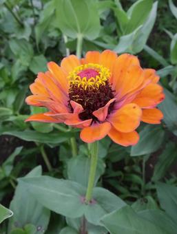 zinnia gorgeous summer orange, JPG