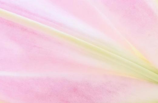 Pink lily petal background, JPG Pink lily petal background, JPG