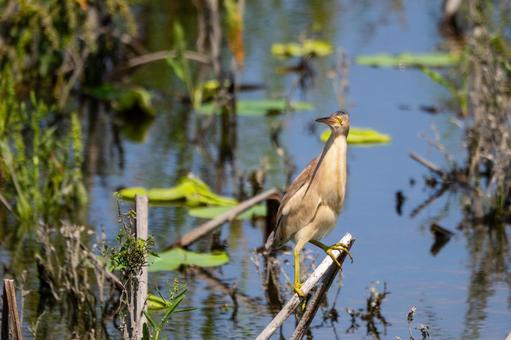 Photo, bird, yellow bittern, wild bird, 