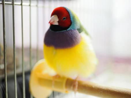 コキンチョウ① コキンチョウ,鳥,バードの写真素材