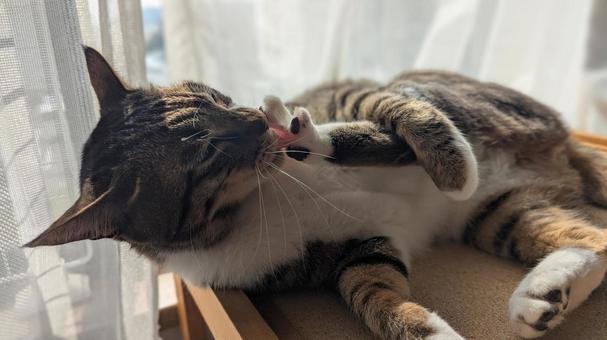 保護猫と暮らす 保護猫と暮らす ネコ,キジトラ,ペットの写真素材