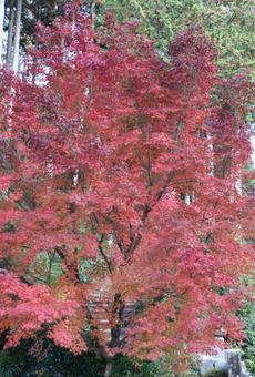 紅葉 紅葉,秋,風景の写真素材