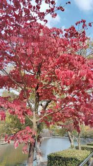 紅葉 紅葉,赤,木の写真素材