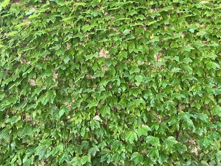 ツタの背景(テクスチャ)06 ツタの背景(テクスチャ)06 ツタ,テクスチャ,植物の写真素材