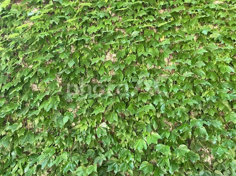 ツタの背景（テクスチャ）06 ツタ,テクスチャ,植物の写真素材