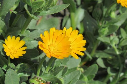 春らしい黄色く小さなカレンジュラの花 春らしい黄色く小さなカレンジュラの花の写真