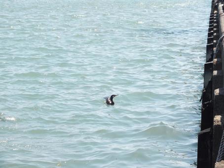岸壁の傍 波に揺れる ウミウ 岸壁の傍 波に揺れる ウミウ ウミウ,鵜,波の写真素材