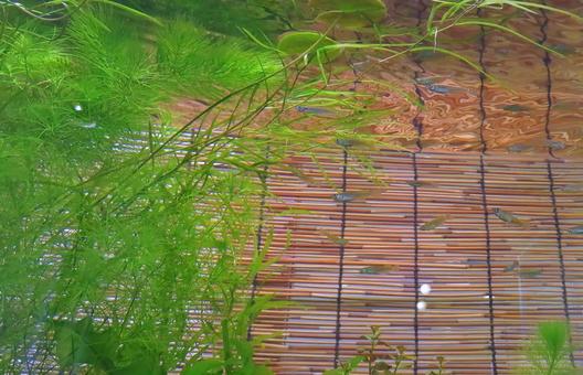 水槽の水草とメダカ 水槽の水草とメダカの写真