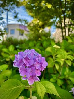 梅雨時のアジサイ 梅雨時のアジサイの写真