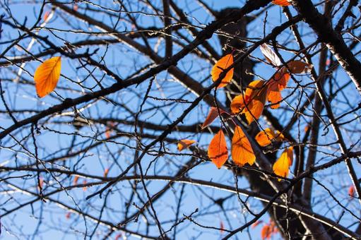 晩秋 晩秋,秋素材,紅葉の写真素材