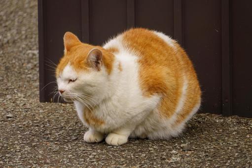 のんびりと寛いでいる猫 猫,ネコ,ねこの写真素材