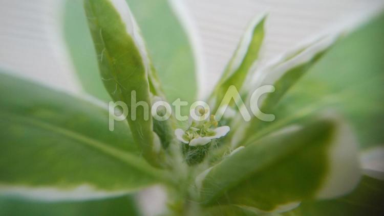 初雪草の花 初雪草,ハツユキソウ,マウンテンスノーの写真素材