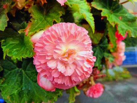 ピンクのベゴニア ベゴニア,葉,自然の写真素材