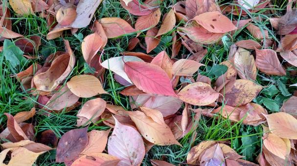 赤や黄に染まる落ち葉が草に重なる秋の地面 落ち葉,紅葉,秋の写真素材