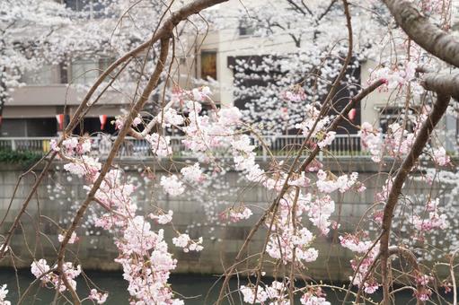 桜 桜の写真