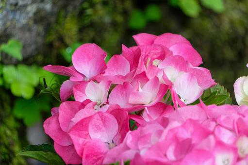 Bright pink hydrangea flowers, JPG Bright pink hydrangea flowers, JPG
