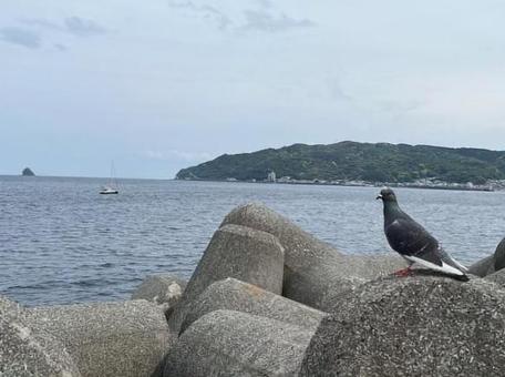 テトラポットにハト テトラポットにハトの写真