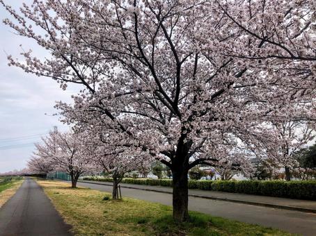 東京、多摩川沿いの満開の桜 東京、多摩川沿いの満開の桜の写真