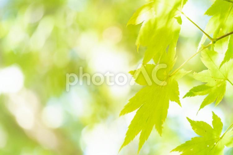 青もみじと木漏れ日の背景 青もみじ,新緑,モミジの写真素材