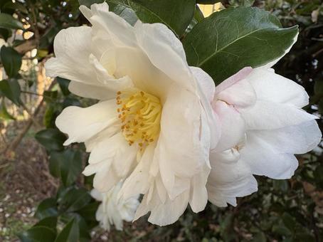 白いサザンカ きれい,サザンカ,白の写真素材