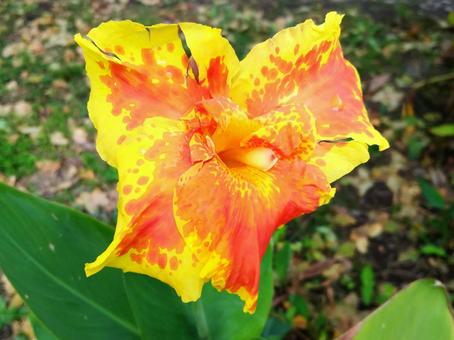 燃えるような赤やオレンジ色の斑点の写真