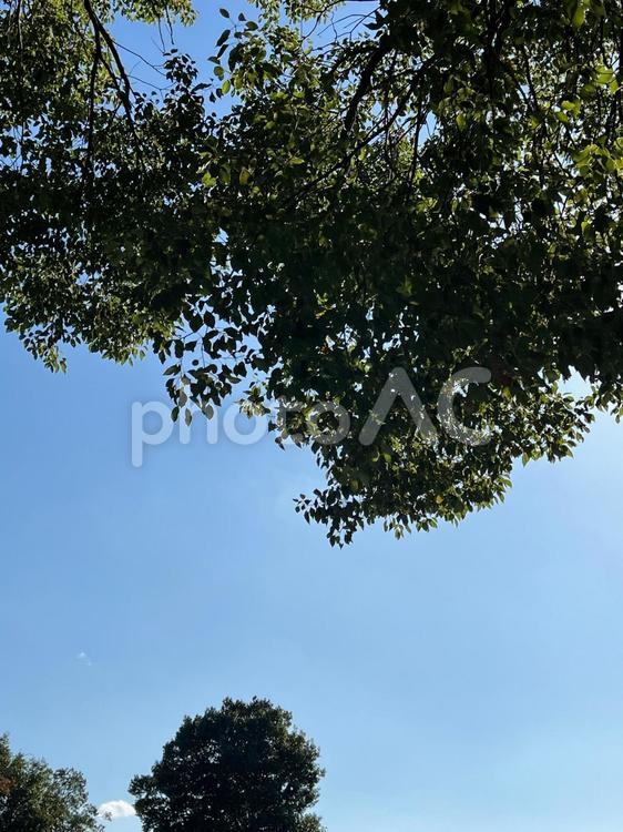 空と木々 青空,木,見上げるの写真素材
