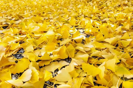 黄金色が美しいイチョウの葉のじゅうたん イチョウ,黄金色,銀杏の写真素材