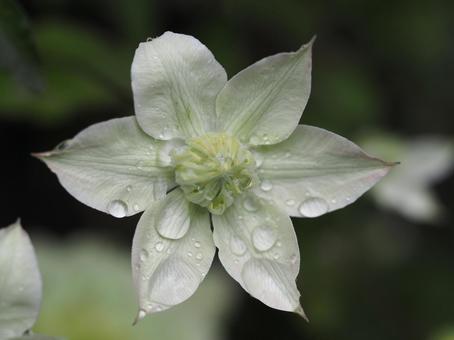 雨に濡れた花　クレマチス　白万重① クレマチス,テッセン,白万重の写真素材