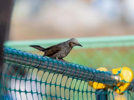 柵にとまるヒヨドリ ヒヨドリ,野鳥,鳥の写真素材