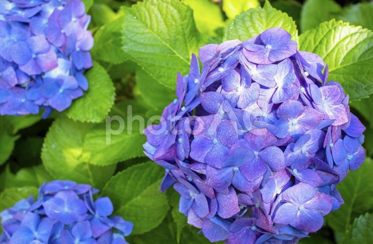 雨上がりの満開の青紫色のあじさいの画像 あじさい,花,紫の写真素材