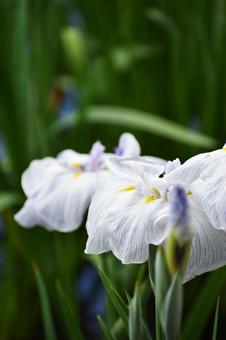 花菖蒲 花菖蒲の写真