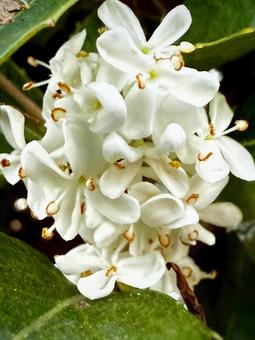 銀木犀 銀木犀,ギンモクセイ,白い花の写真素材