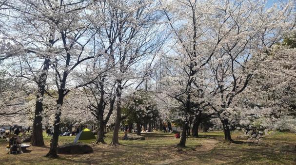 Cherry blossoms I saw in the park during a walk, JPG