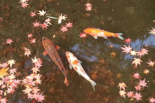 鯉とモミジ 鯉,モミジ,落ち葉の写真素材