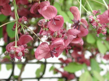 アケビ・あけび・木通　咲く風景 アケビ,総状花序,下垂しの写真素材