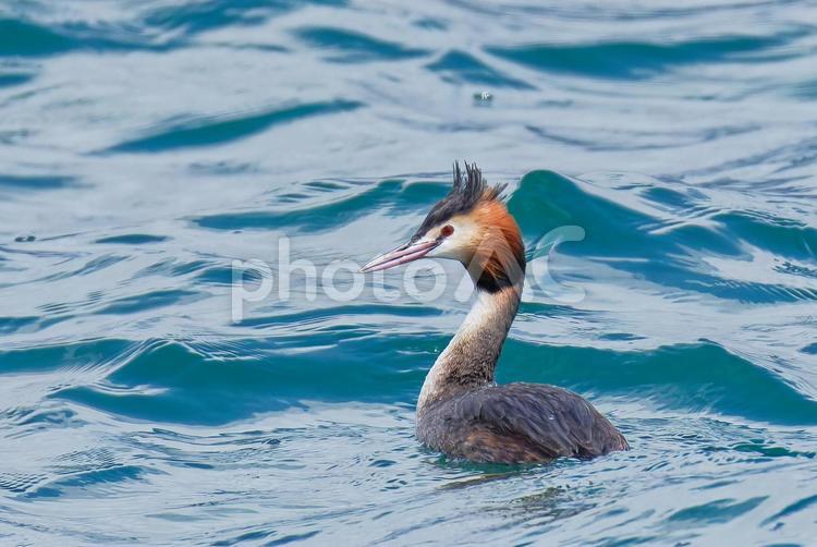 カンムリカイツブリの夏羽 カンムリカイツブリ,冠鳰,冠羽の写真素材