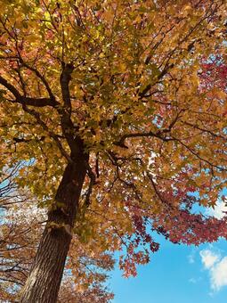 紅葉葉楓 モミジバフウ,紅葉葉楓,木の写真素材
