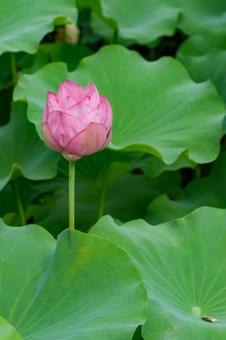 蓮 蓮 蓮,ハス,上野公園の写真素材