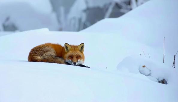 冬の雪の中のエゾキツネ 北海道 冬の雪の中のエゾキツネ 北海道の写真