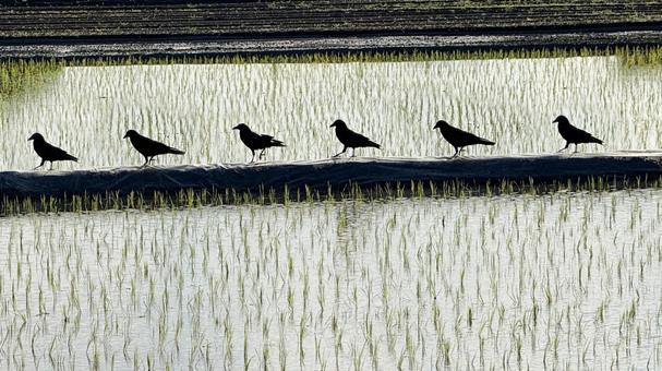 田んぼの畦道にカラスが歩く カラス,水田,畦道の写真素材