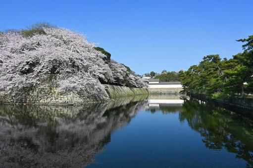 The National Treasure castle tower of Omi-Hikone Castle seen from the outer moat with cherry blossoms in bloom, JPG The National Treasure castle tower of Omi-Hikone Castle seen from the outer moat with cherry blossoms in bloom, JPG