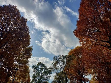 雲の有る秋空 秋,メタセコイア,自然の写真素材