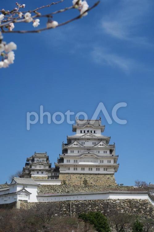 姫路城と桜 姫路城,桜,世界遺産の写真素材