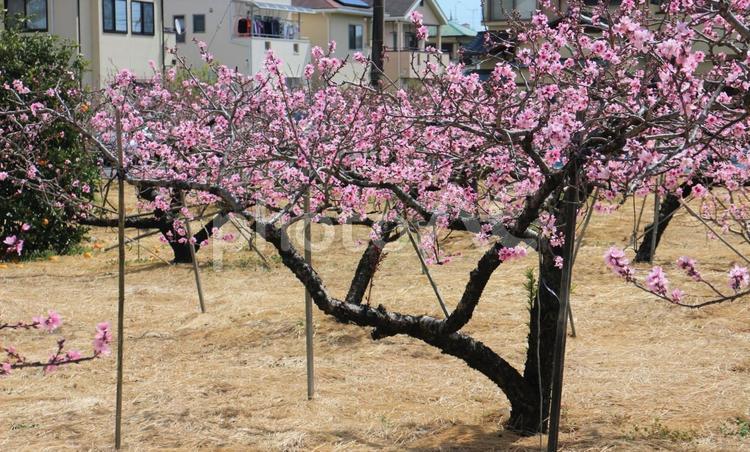 桃の木　３月の開花 桃の花,開花,ピンクの花の写真素材