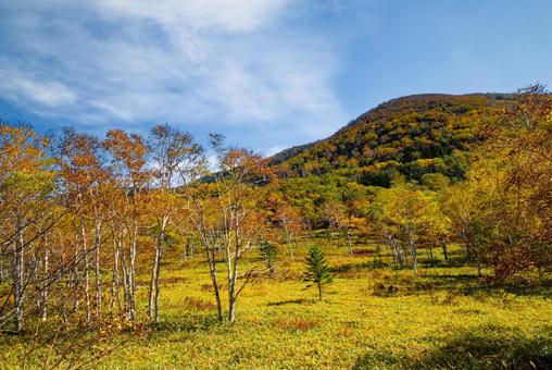 ダケカンバの紅葉 ダケカンバの紅葉 ダケカンバ,白樺,紅葉の写真素材