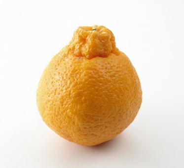 デコポン1個 デコポン1個の写真